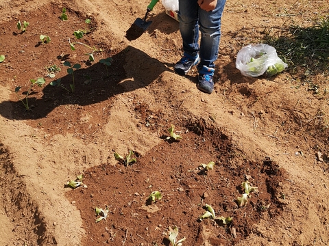 Aluno do pré-escolar a plantar alfaces e morangueiras.